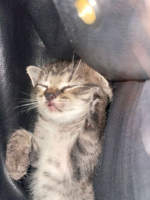 Отдам котенка, девочку