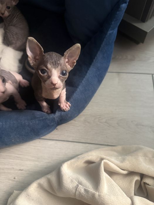 Котята канадского свинкса