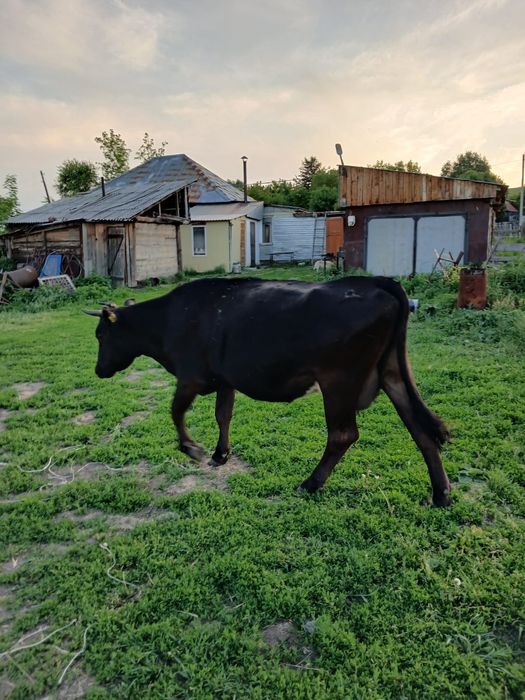 Продам корову продам корову