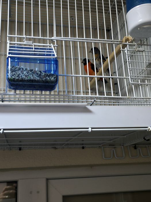 Pereche păsări exotice