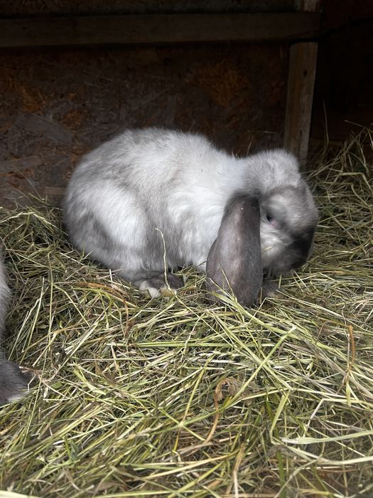 Iepuri de rasa de vanzare