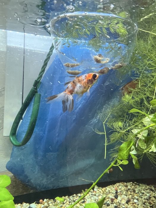 Продаю японских золотых рыб