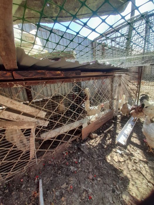 Продаются петухи и куры