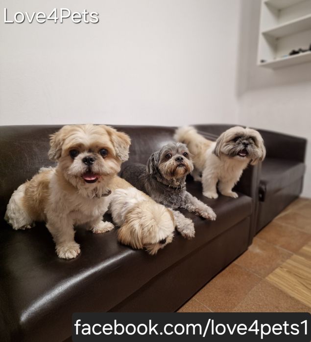 Cazare caini/ Pensiune canina/ Pet Sitter/ Pet Hotel/ Love4Pets