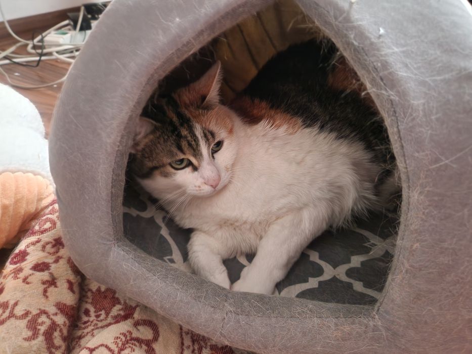 Adoptie pisica ( 2 pisici )