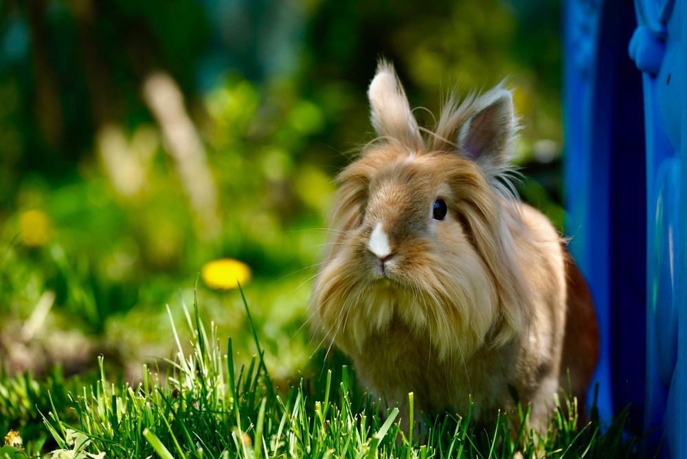 Заек порода Лъвска глава