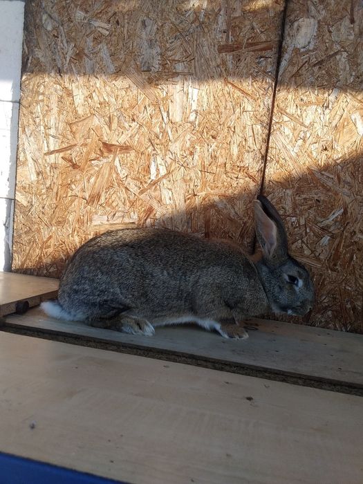 Iepuri de vânzare femela și mascul