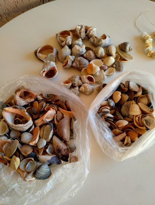 Scoici de diferite feluri