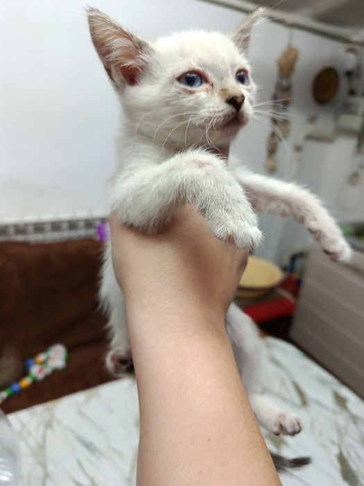Отдам котят в добрые руки