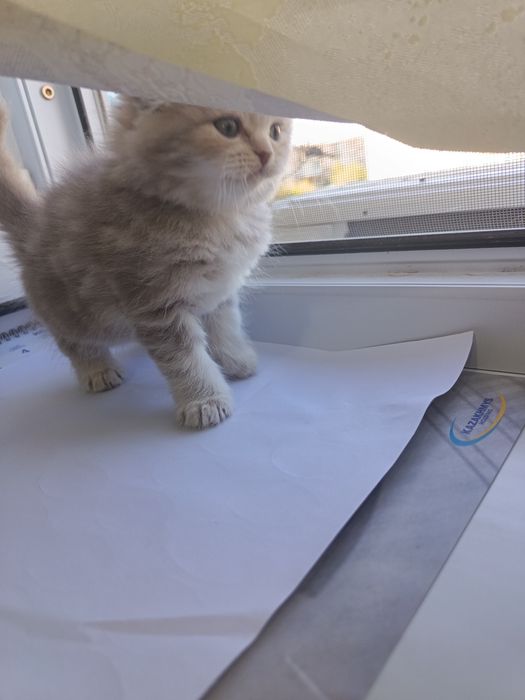 Котята породистые