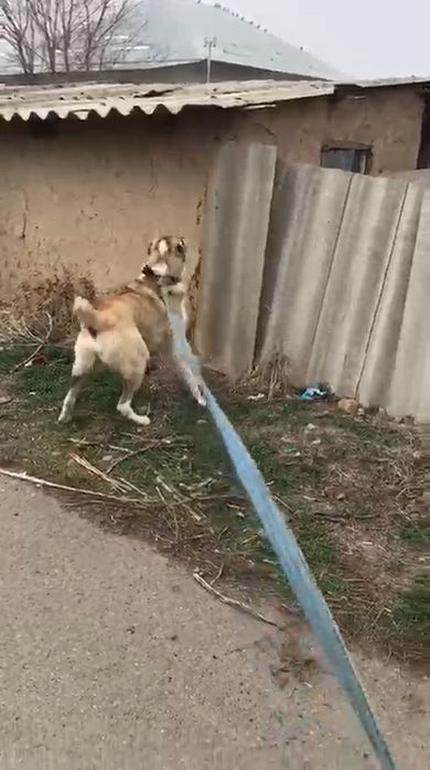 Алабай кангал сао