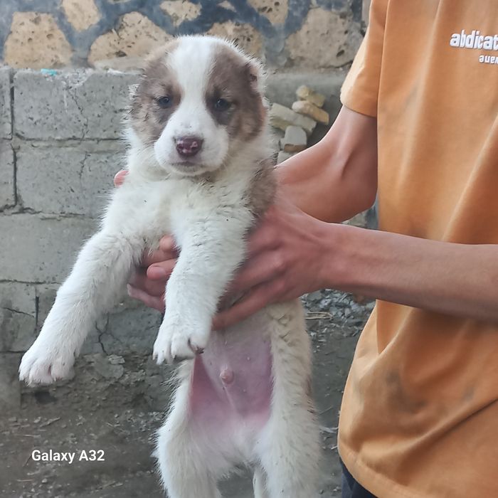 чупон   кучук боласи 40кунли