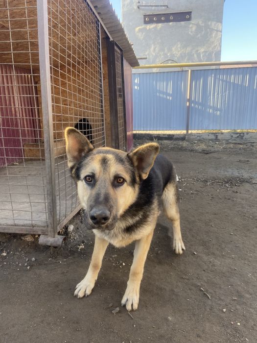 Кабель немецкая авчарка.