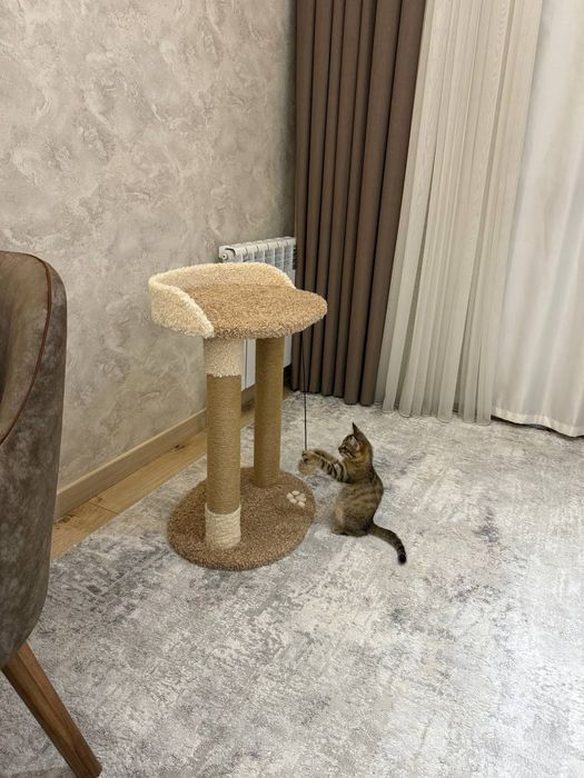 Когтеточка для кошек. Лежанка большая. Ассортимент домиков кошек