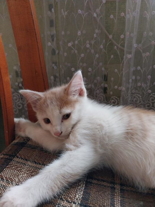 Котята в добрые руки.