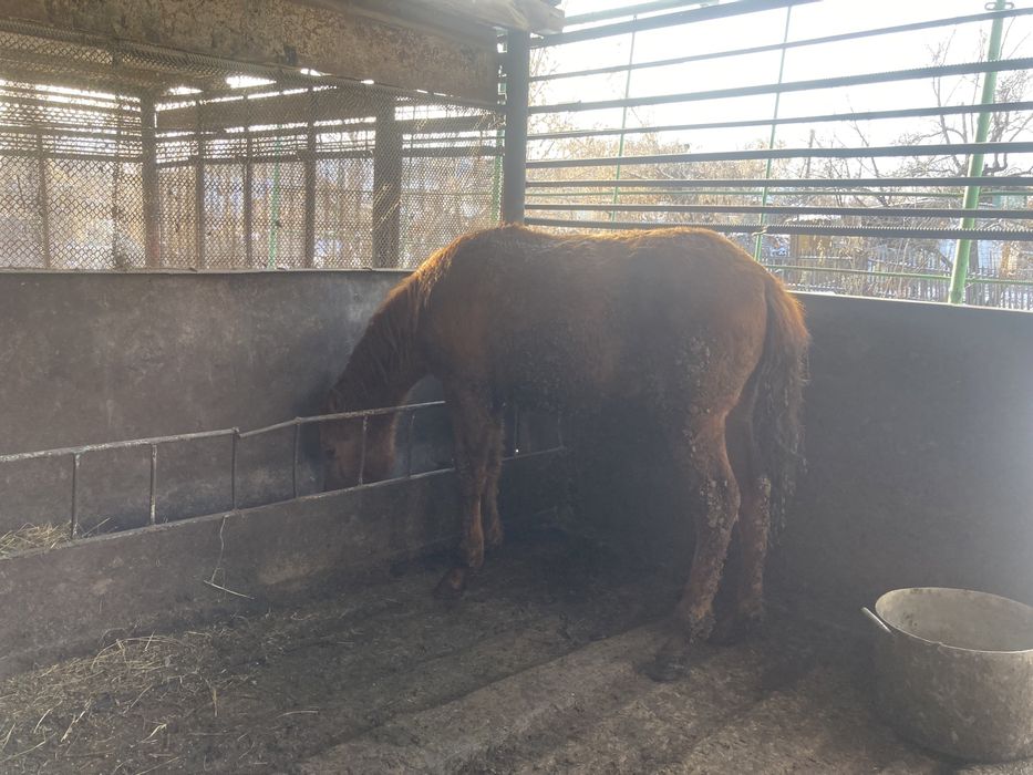 Семіз полтарашка сатылады