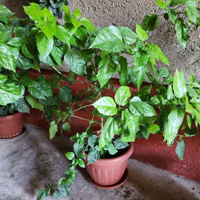 Kitayski roza kop qavatligi