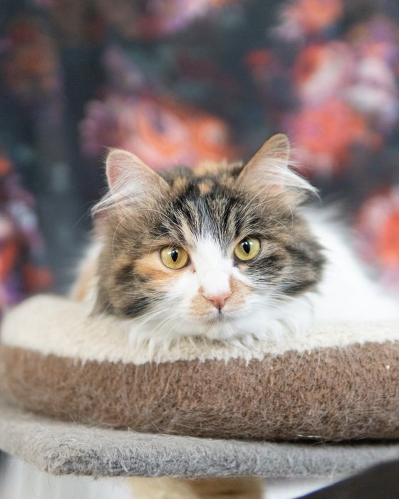 Прекрасната Писана търси дом, кастрирана