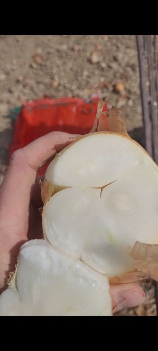 Каратал лук на посадку и зелень