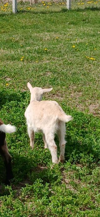 Vând trei ieduțe sannen tinere