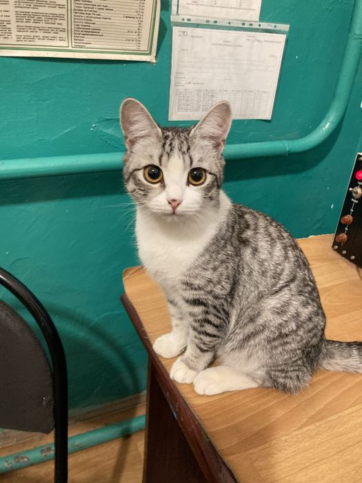 Отдам в добрые руки срочно