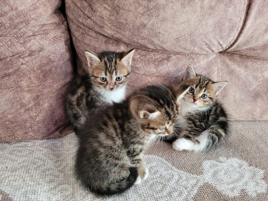 2 кошечки, британка