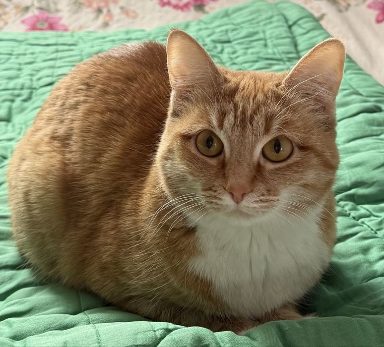 Отдам бесплатно кошку