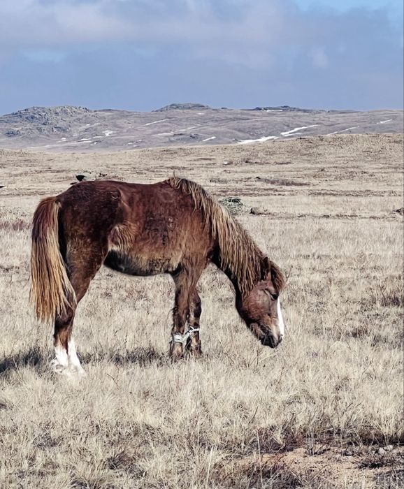 Полутяж құнан сатылады
