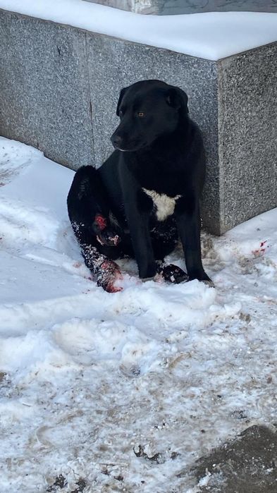 Нашли собаку.Ищем хозяина!!!