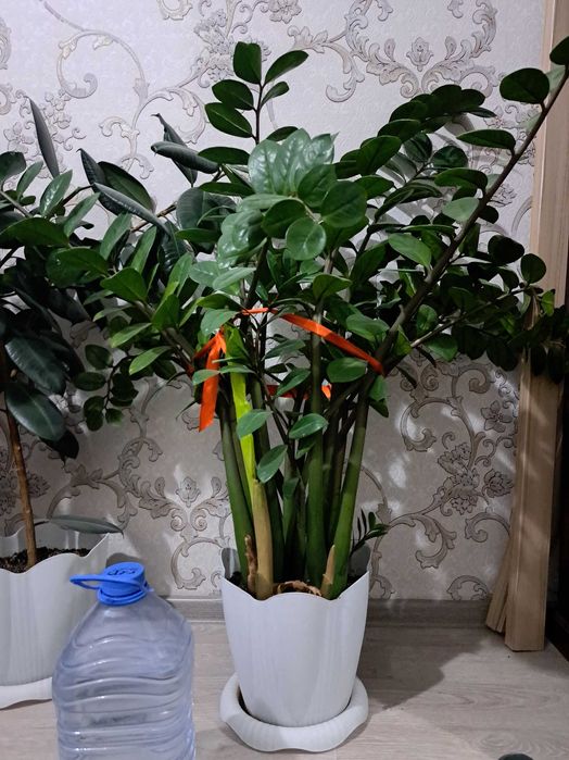 Комнатное растение