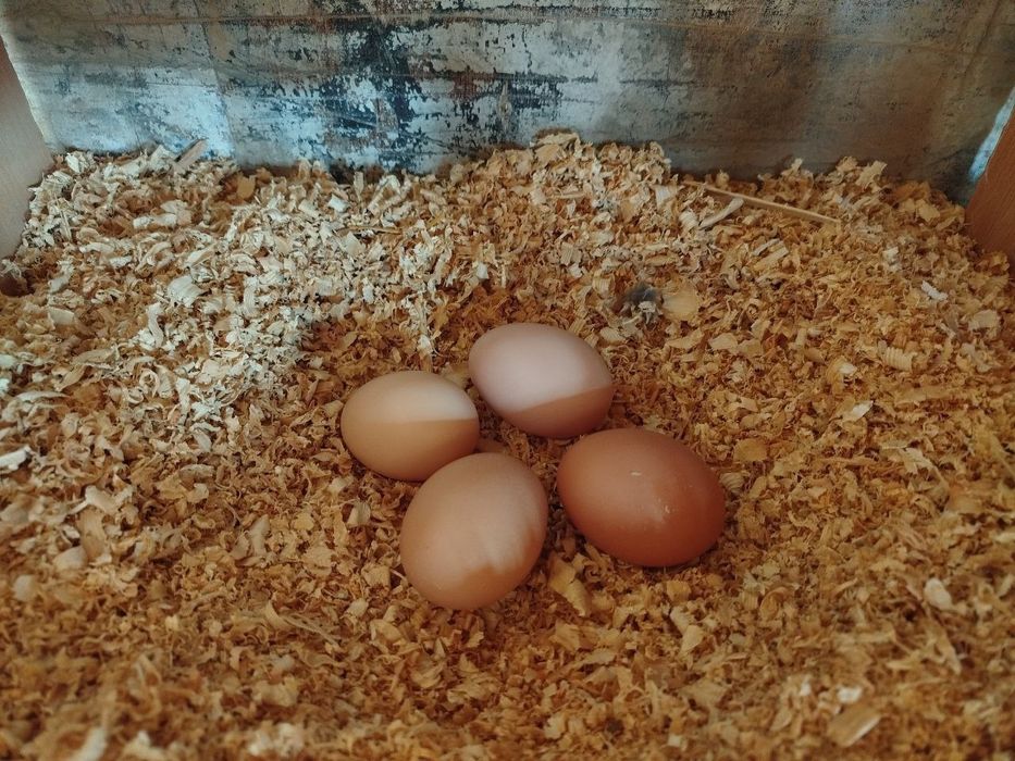 Яйца домашние  от черных кур