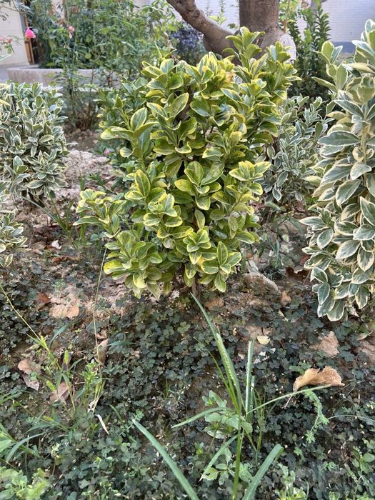 Shamshod eron 50-60 sm шамшод ерон