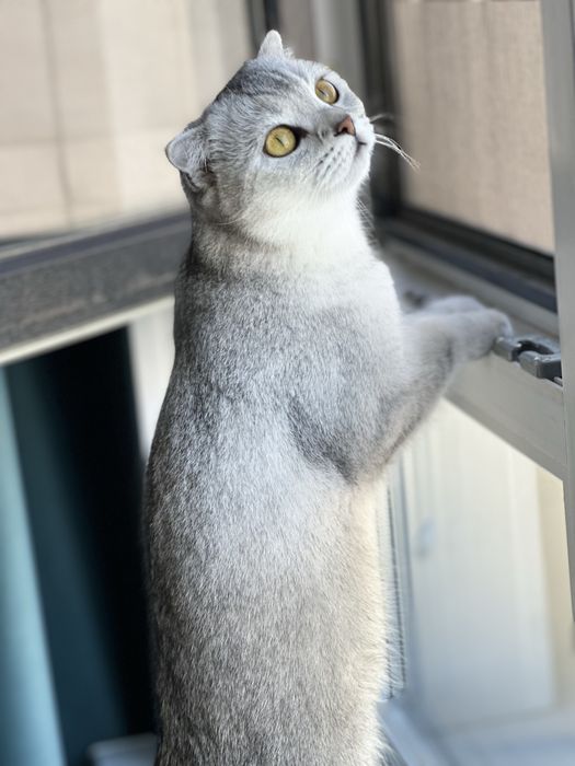 Кошка шотландка, шиншилла.