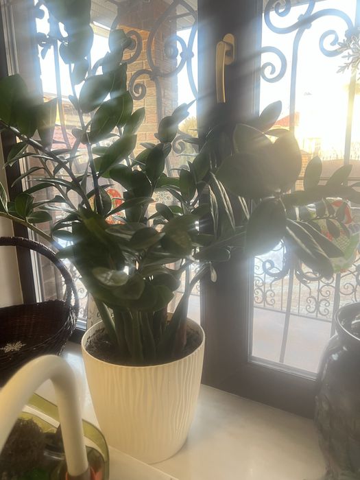 Живые цветы для офиса