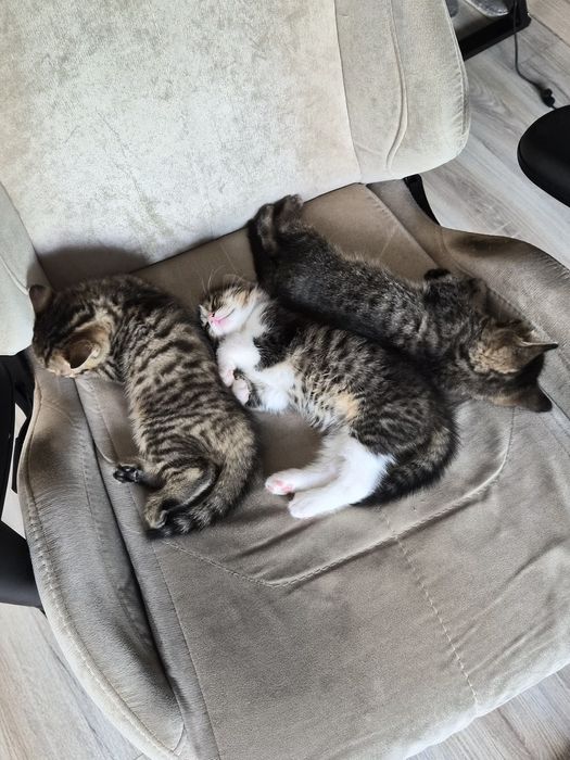 Котенок в добрые руки