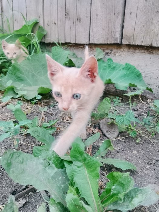 Отдам очень милых котят