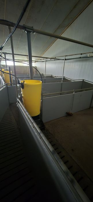 Hala de porci la ingrasare completa 1500 capete siloz furajare ventila