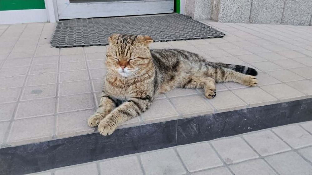 Кот пропал. Вознаграждение