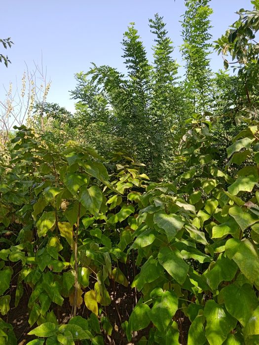 Manzarali va mevali kuchatlar  1.5mdan 3.5 metrgacha termiz