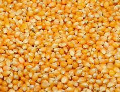 Porumb boabe productia 2024