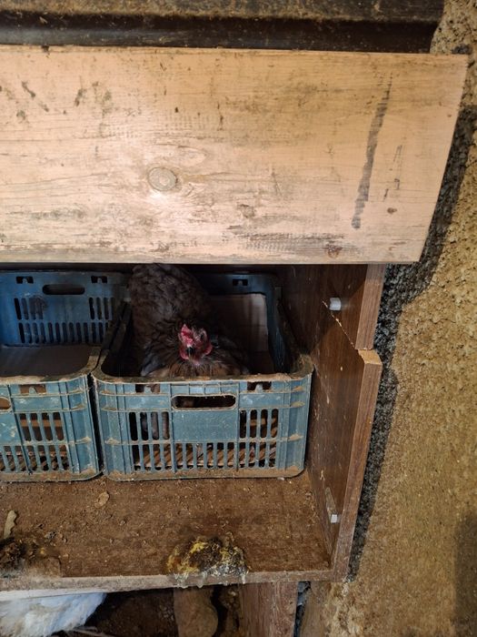 Свежие  звоните пишите