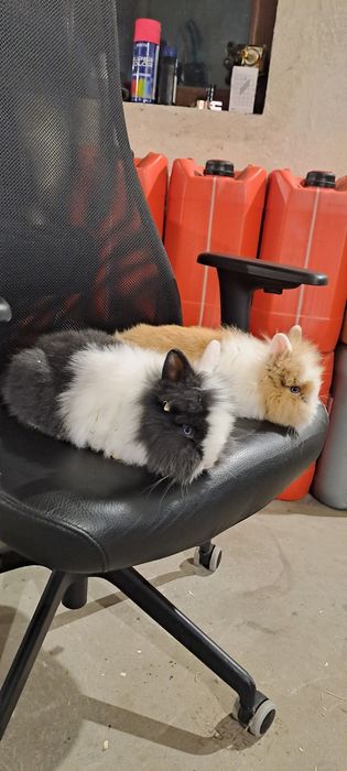 Vând iepuri pitici cap de leu