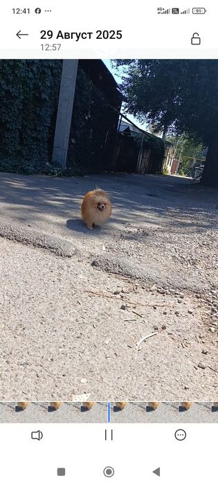 Мальчик шпиц с документами миник