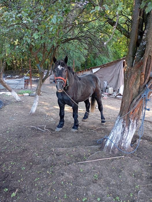 Vand armasar Percheron