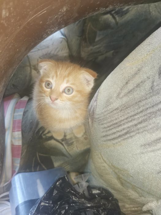 Отдам котят в добрые руки