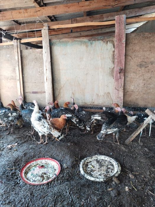 Үндіктер мен тауықтар