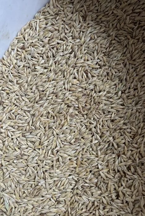 Vând ovăz și orzoaică de primăvară