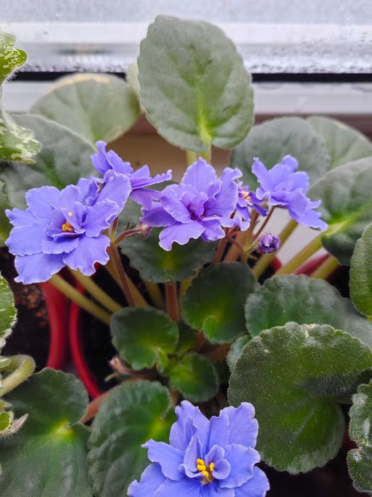 Фиалки комнатные