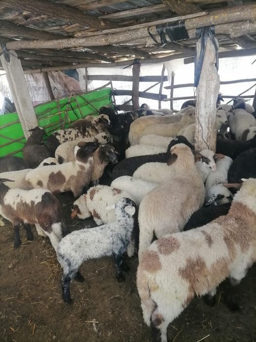 Vand miei paste pentru sacrificare