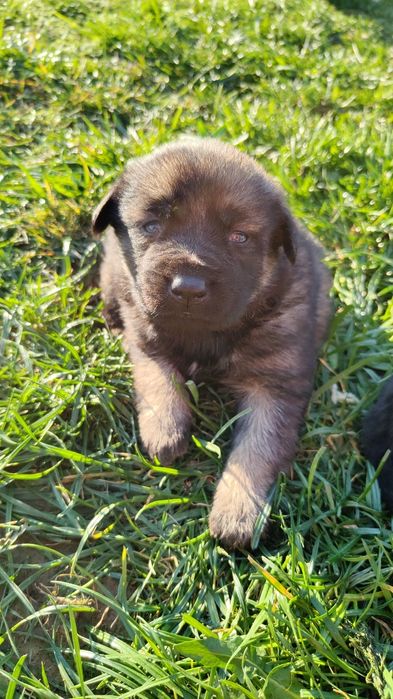 Donez căței de talie medie